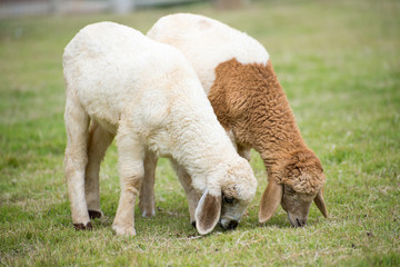 Naklejka na ściany i meble Sheep Grazing grass in a farm