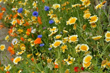 Fleurs des bords de routes en Bretagne dans le Tr&eacute;gor