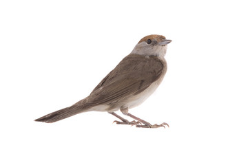 female Eurasian Blackcap (Sylvia atricapilla)