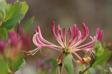 Chevrefeuille des jardins en fleurs, Lonicera caprifolium