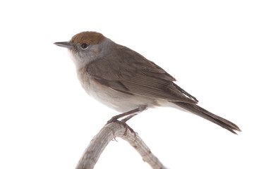 female Eurasian Blackcap (Sylvia atricapilla)