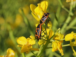 ナガメ　カメムシ　交尾