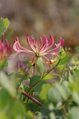 Chevrefeuille des jardins en fleurs, Lonicera caprifolium