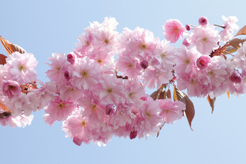 Kirschblüten auf  Baumzweigen