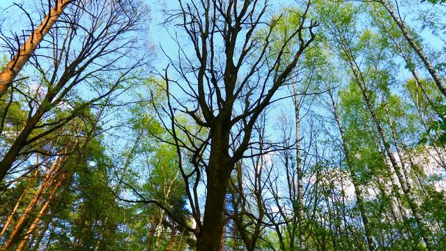 European mixed forest. Tops of the trees. Looking up to the canopy. UltraHD stock footage.
