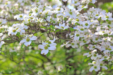 ハナミズキ　白い花