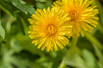 macro of yellow dandelion weeds in lawn