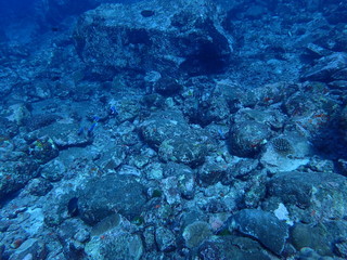 インド洋の岩場を泳ぐパウダーブルーサージョンフィッシュのグループ