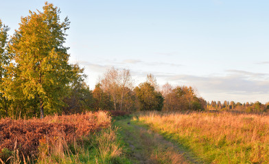 Forest by evening.