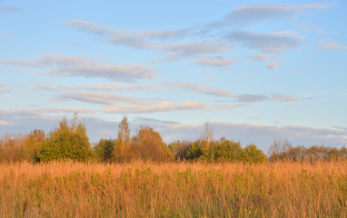 Fototapeta premium Landscape with field by evening.