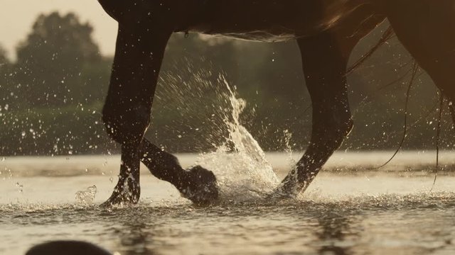 SLOW MOTION, CLOSE U, DOF: Detail of silhouetted horse legs wading through the river sprinkling waterdrops around in golden light sunset. Stunning dark brown stallion walking in riverbed at sunrise