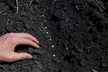 Planting Soybeans in the Soil