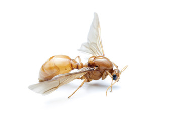 Subterranean ants , Flying ants on white background.