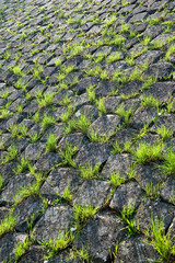 Little tufts of grass growing in the spaces between basalt blocks