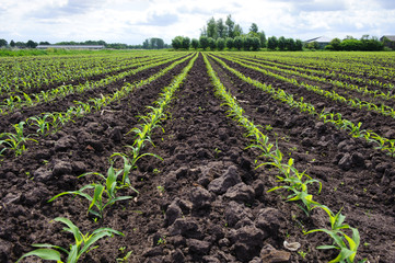 Fototapeta na wymiar Rows of young, freshly germinated corn plants