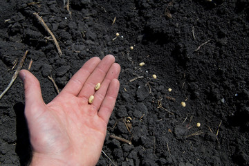 Planting Soybeans in the Soil