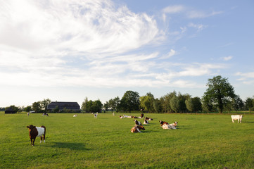 Naklejka premium Dutch landscape with cows on a meadow.