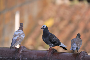 Three Birds on the roof