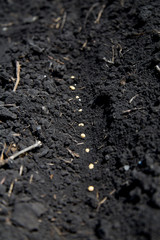Planting Soybeans in the Soil
