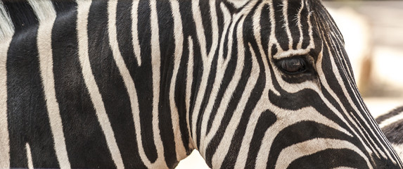 Fototapeta na wymiar Detail of neck, head and eye of a striped zebra