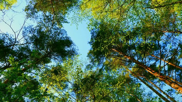 European mixed forest. Tops of the trees. Looking up to the canopy. UltraHD stock footage.