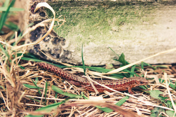 lizard