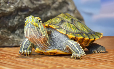 Red-eared slider close-up