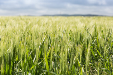 The wheat beginning to ear; large green field with hills behind