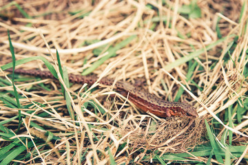 lizard