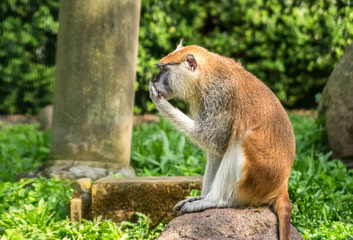 Husarenaffe mit der Hand vor dem Mund