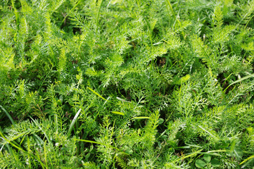 Norway bright green grass. Summer texture. Sunny day. Close up view.