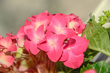 Pink with yellow Hydrangea flowers, hortensia petals close up, bokeh