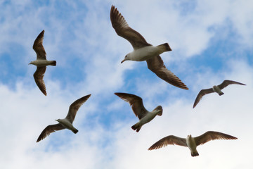 gull birds flight over ocean sky
