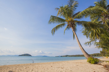 Fototapeta na wymiar thailand beach with coconut trees