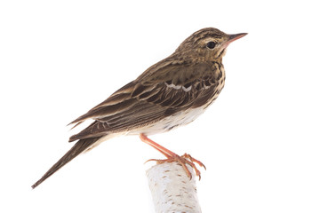 Tree Pipit (Anthus trivialis)