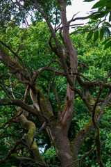tangled tree