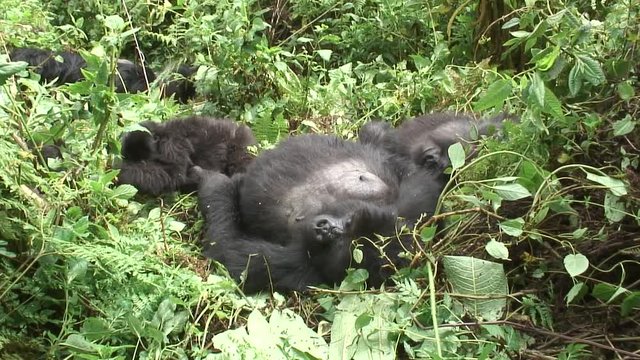 Wild Gorilla animal Rwanda Africa tropical Forest 