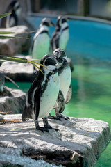 Fototapeta premium penguin bay