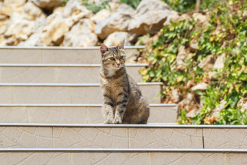 Кот сидит на ступеньках лестницы