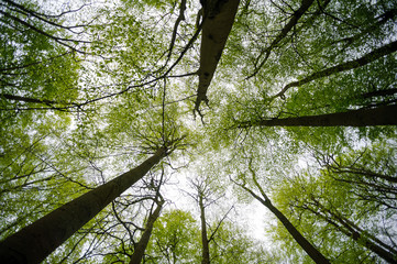 Worm's eye view of impressive trees in spring with lush green foliage - Powered by Adobe