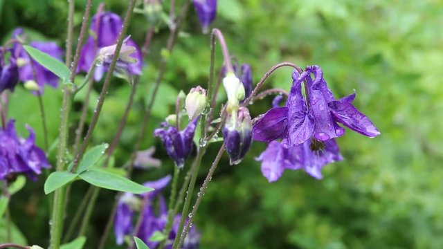 Akelei (Aquilegia vulgaris)