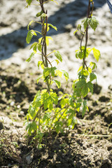 Hopfenfeld, Bayern, Deutschland