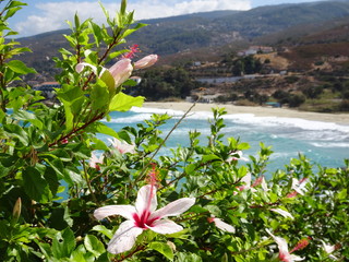 Hibiskus vor Strandkulisse mit Bergen, Ikaria, Griechenland