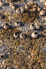 oysters are the pearls of the marine world