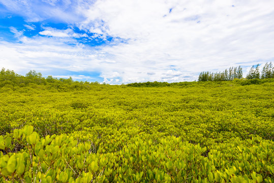 Green Ceriops Tagal field background in mangrove forest