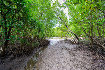 mangrove forest at Nature Preserve and Forest.Klaeng at Prasae, Rayong province, Thailand