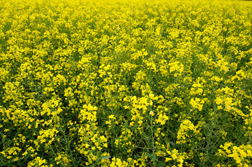 Obraz premium Blooming rapeseed flower field.