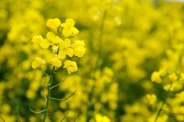Closeup of a blooming rapeseed flower