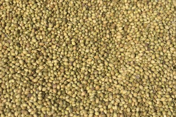 Yellow coriander seeds