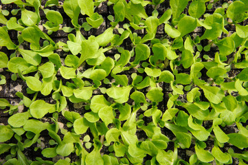 Young germinating green popping out of the soil